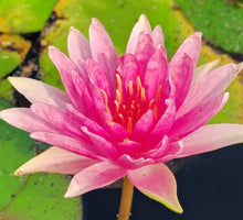 Load image into Gallery viewer, Waterlily Bergundy Princess