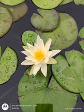 Load image into Gallery viewer, Waterlily Charlene Strawn