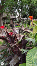 Load image into Gallery viewer, Canna Black Night