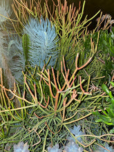 Load image into Gallery viewer, Firestick Euphorbia