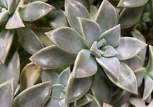 Load image into Gallery viewer, Graptopetalum Ghost