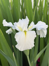 Load image into Gallery viewer, Louisiana Iris Waihi Wedding