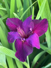 Load image into Gallery viewer, Louisiana Iris Jeri