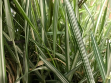 Load image into Gallery viewer, Strawberries Cream Grass Ribbon Grass