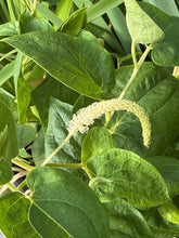 Load image into Gallery viewer, Lizard Tail