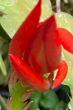 Load image into Gallery viewer, Epiphyllum Fishbone