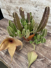 Load image into Gallery viewer, Stapella Zulu Giant