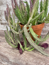 Load image into Gallery viewer, Stapella Blue Bell
