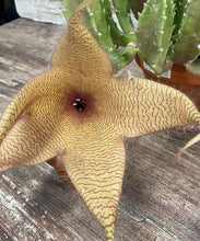 Load image into Gallery viewer, Stapella Zulu Giant