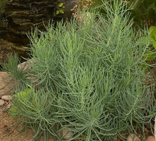 Load image into Gallery viewer, Senecio Blue Chalksticks