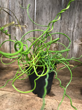 Load image into Gallery viewer, Spiral Reed Grass