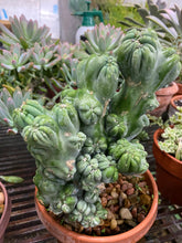 Load image into Gallery viewer, Ming Thing Cactus