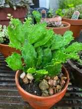 Load image into Gallery viewer, Cactus Argentine