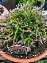 Load image into Gallery viewer, Rhiphsalis Mistletoe