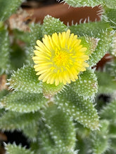 Load image into Gallery viewer, Pickle Delosperma