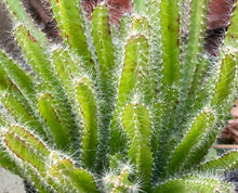Load image into Gallery viewer, Epiphyllum Dog Tail Cactus