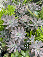 Load image into Gallery viewer, Graptopetalum Ghost