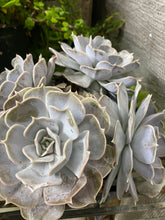 Load image into Gallery viewer, Echeveria Lilacina