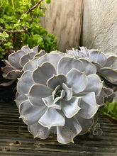 Load image into Gallery viewer, Echeveria Lilacina