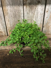 Load image into Gallery viewer, Mint Pennyroyal