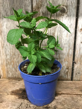 Load image into Gallery viewer, Mint Peppermint