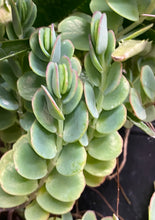Load image into Gallery viewer, Kalanchoe Marnier's Kalanchoe