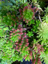 Load image into Gallery viewer, Crassula Jelly Bean