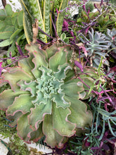 Load image into Gallery viewer, Echiveria Ruffles