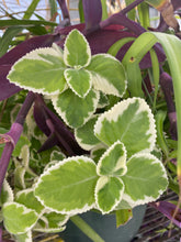 Load image into Gallery viewer, Herb Variegated Cuban Oregano