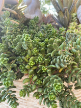 Load image into Gallery viewer, Coral Carpet