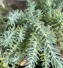 Load image into Gallery viewer, Blue Spruce