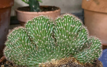 Load image into Gallery viewer, Cactus Caterpillar Crested
