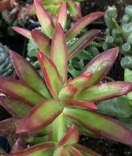 Load image into Gallery viewer, Sedum Adolfi