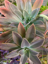 Load image into Gallery viewer, Graptovia Fred Ives