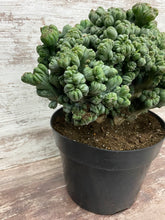 Load image into Gallery viewer, Ming Thing Cactus