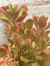 Load image into Gallery viewer, Kalanchoe Sexangular