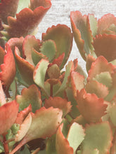 Load image into Gallery viewer, Kalanchoe Sexangular