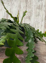 Load image into Gallery viewer, Epiphyllum Fishbone