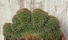 Load image into Gallery viewer, Cactus Caterpillar Crested