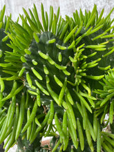 Load image into Gallery viewer, Cactus Crested Eve's Needle