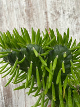 Load image into Gallery viewer, Cactus Crested Eve's Needle