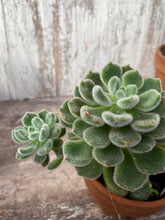Load image into Gallery viewer, Echeveria Mexican Fire Cracker