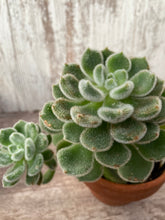 Load image into Gallery viewer, Echeveria Mexican Fire Cracker