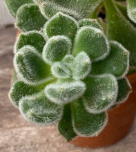 Load image into Gallery viewer, Echeveria Mexican Fire Cracker
