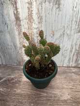 Load image into Gallery viewer, Cactus Mini Cinnamon