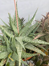 Load image into Gallery viewer, Aloe Mosiac