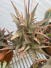 Load image into Gallery viewer, Aloe Star Burst
