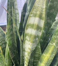 Load image into Gallery viewer, Sanseveria Zeylanica
