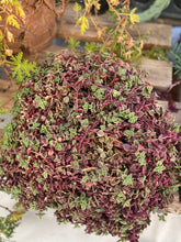 Load image into Gallery viewer, Crassula Calico Kitten