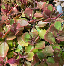 Load image into Gallery viewer, Kalanchoe Sexangular
